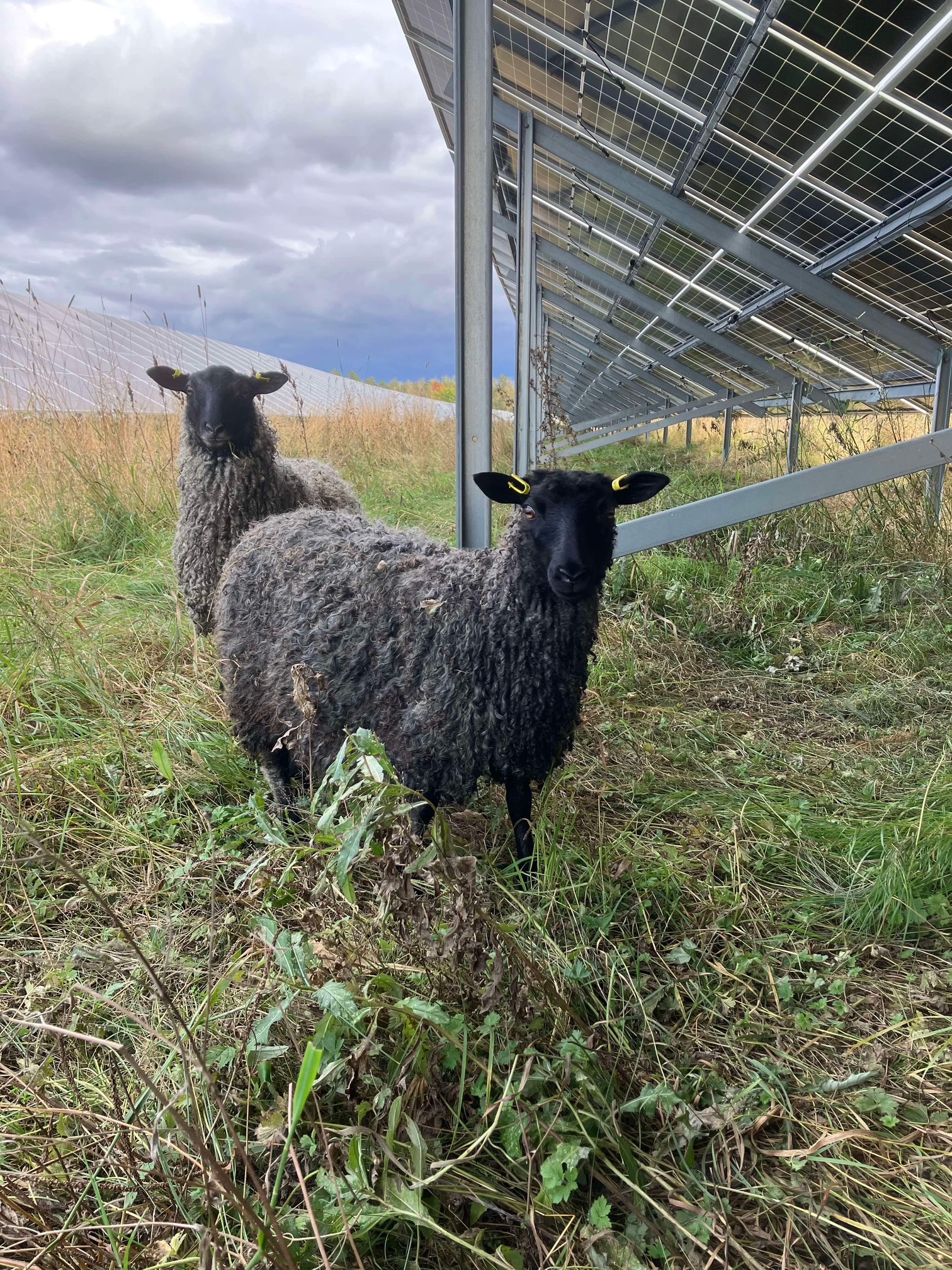 A brown foal stands beside its mother.